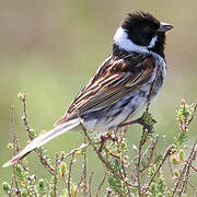 Common Reed Bunting