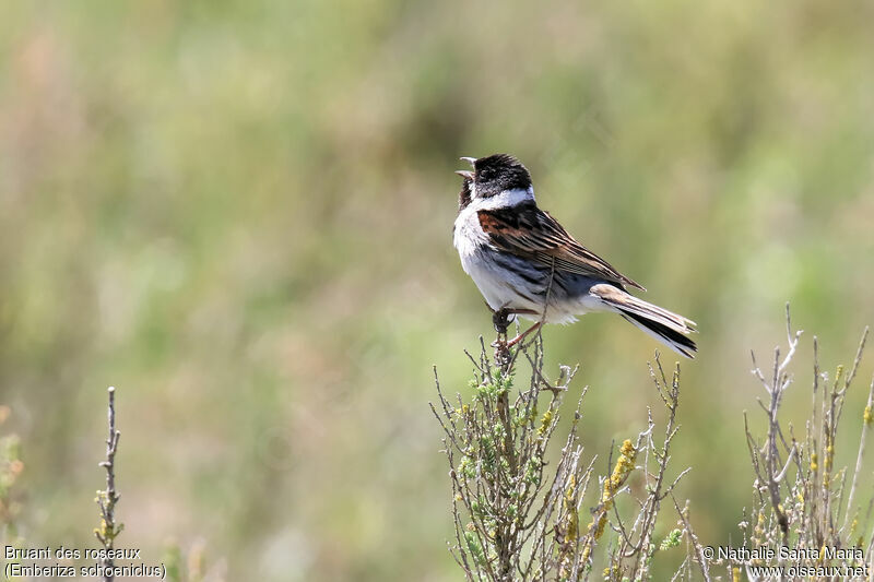 Common Reed Bunting male adult breeding, identification, song