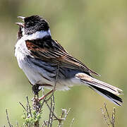 Common Reed Bunting