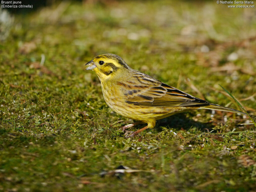 Bruant jaune femelle adulte internuptial, identification, habitat, régime, mange