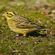 Yellowhammer