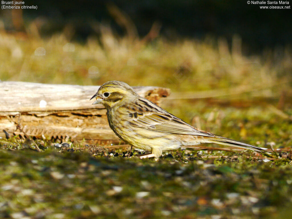 Bruant jaune femelle, identification, habitat, régime, mange