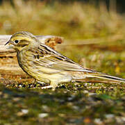 Yellowhammer