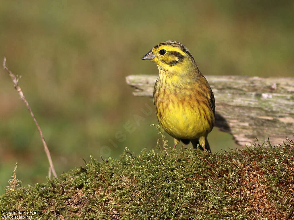 Yellowhammeradult post breeding, identification