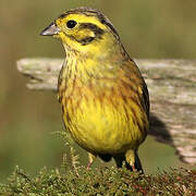 Yellowhammer