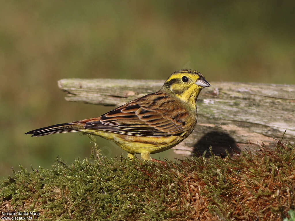 Bruant jaune mâle adulte internuptial, identification, marche