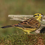 Bruant jaune