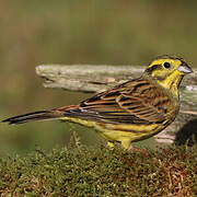 Yellowhammer