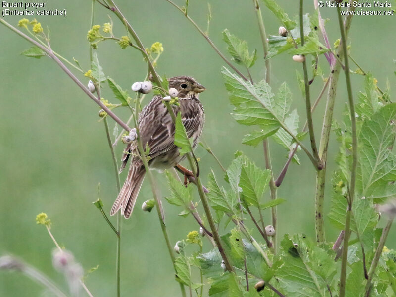 Corn Buntingadult, habitat, Behaviour