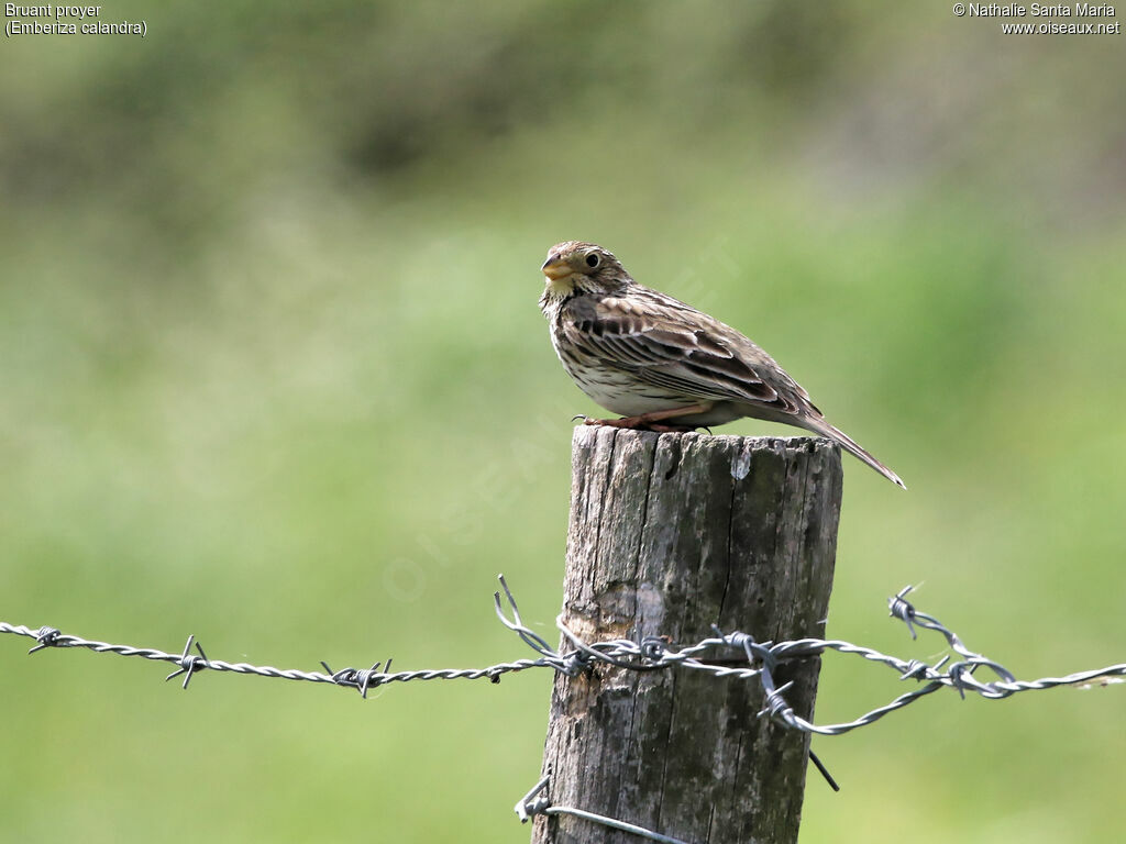 Corn Buntingadult, identification, Behaviour