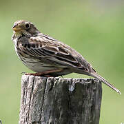 Corn Bunting