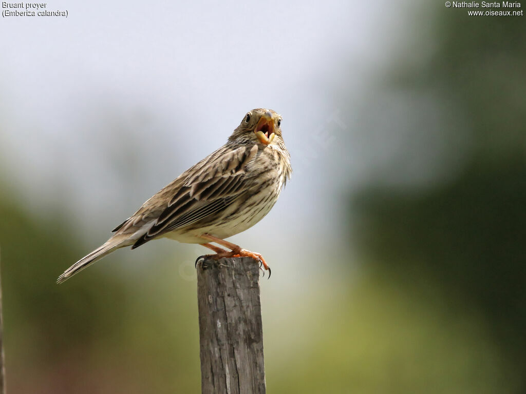 Corn Bunting male adult, identification, song, Behaviour