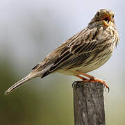 Corn Bunting