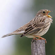 Corn Bunting