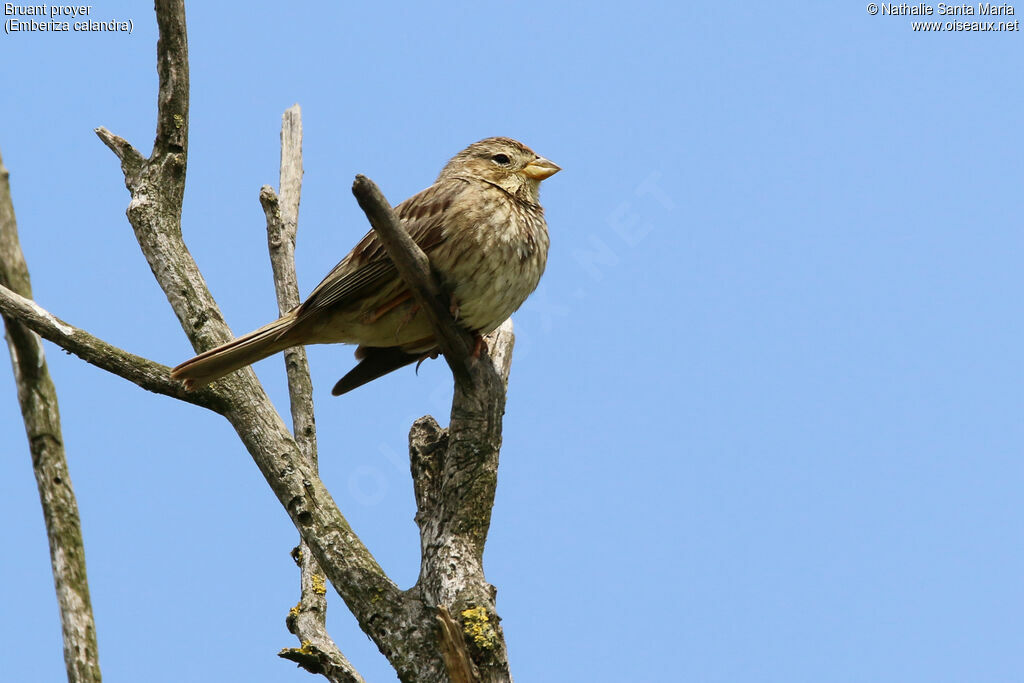 Bruant proyer mâle adulte, identification
