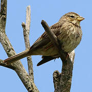 Corn Bunting