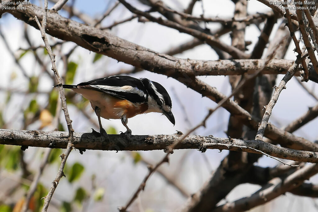 Brubru africain mâle adulte, identification
