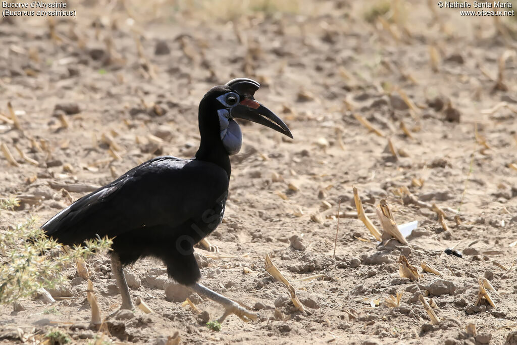 Abyssinian Ground Hornbill female adult