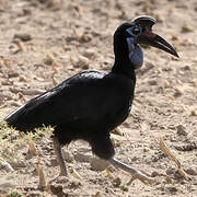 Abyssinian Ground Hornbill