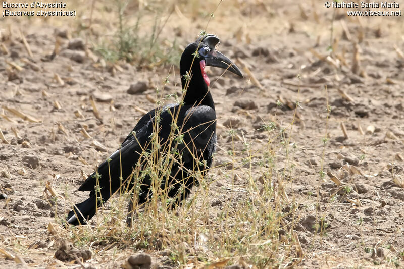 Abyssinian Ground Hornbill male adult, identification, habitat, walking