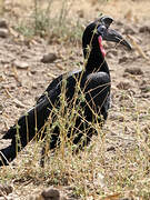 Abyssinian Ground Hornbill