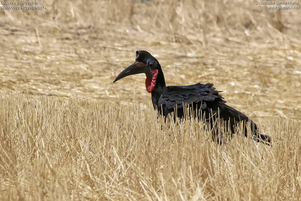 Abyssinian Ground Hornbill male adult, identification, habitat, walking