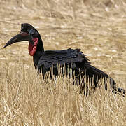 Abyssinian Ground Hornbill