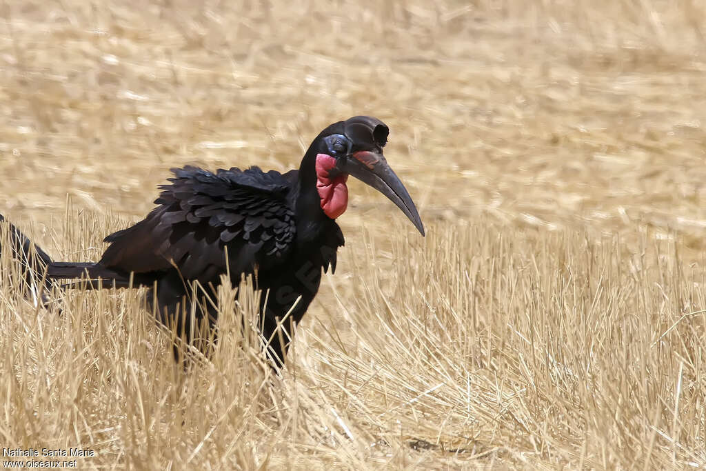 Abyssinian Ground Hornbill male adult