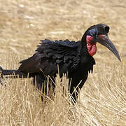 Abyssinian Ground Hornbill