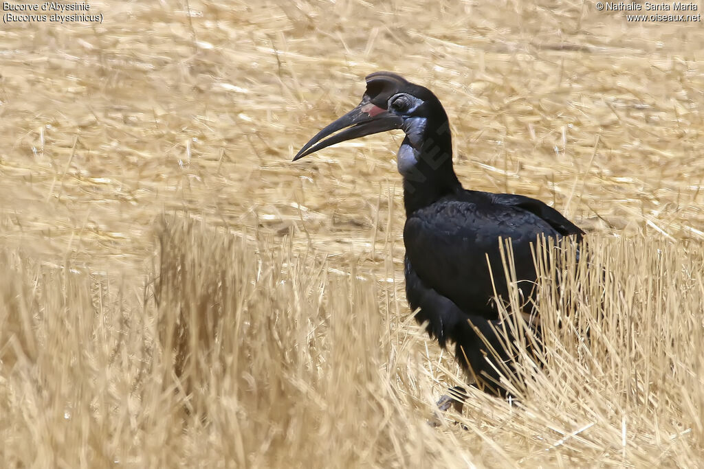 Abyssinian Ground Hornbill female adult, identification, habitat, walking