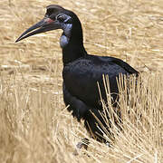 Abyssinian Ground Hornbill