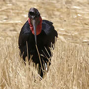 Abyssinian Ground Hornbill