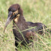 Southern Ground Hornbill