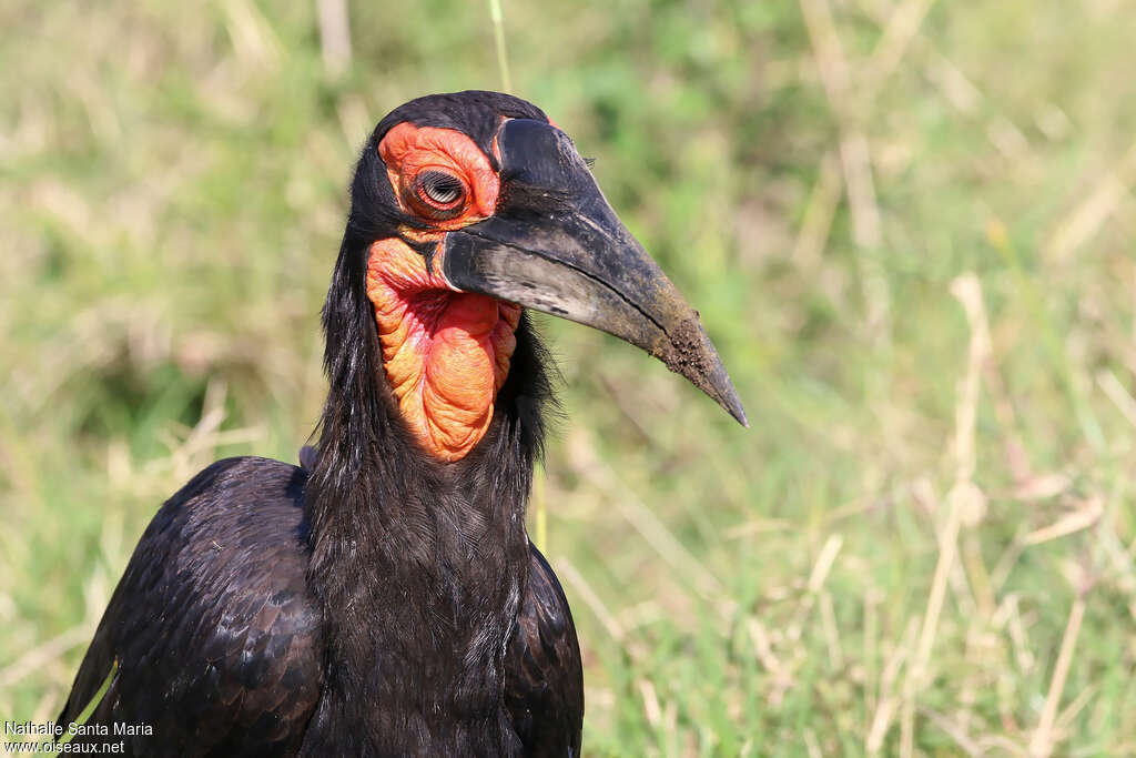 Southern Ground Hornbillimmature, close-up portrait