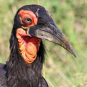 Southern Ground Hornbill