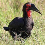 Southern Ground Hornbill