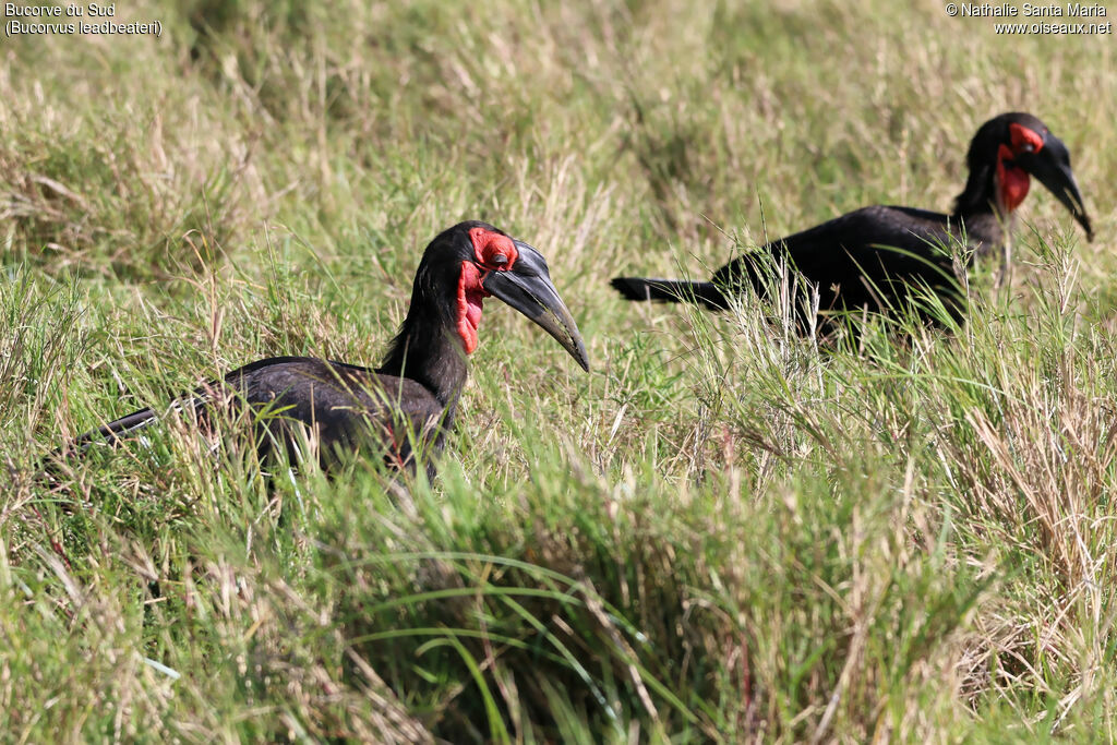 Southern Ground Hornbilladult, habitat, walking