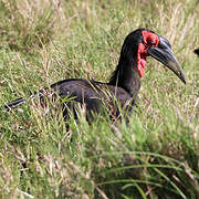 Southern Ground Hornbill