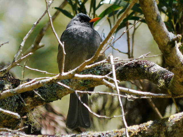 Reunion Bulbul Hypsipetes borbonicus adult nasa189542
