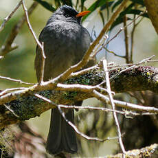 Bulbul de Bourbon