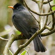 Reunion Bulbul