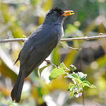 Bulbul de Madagascar
