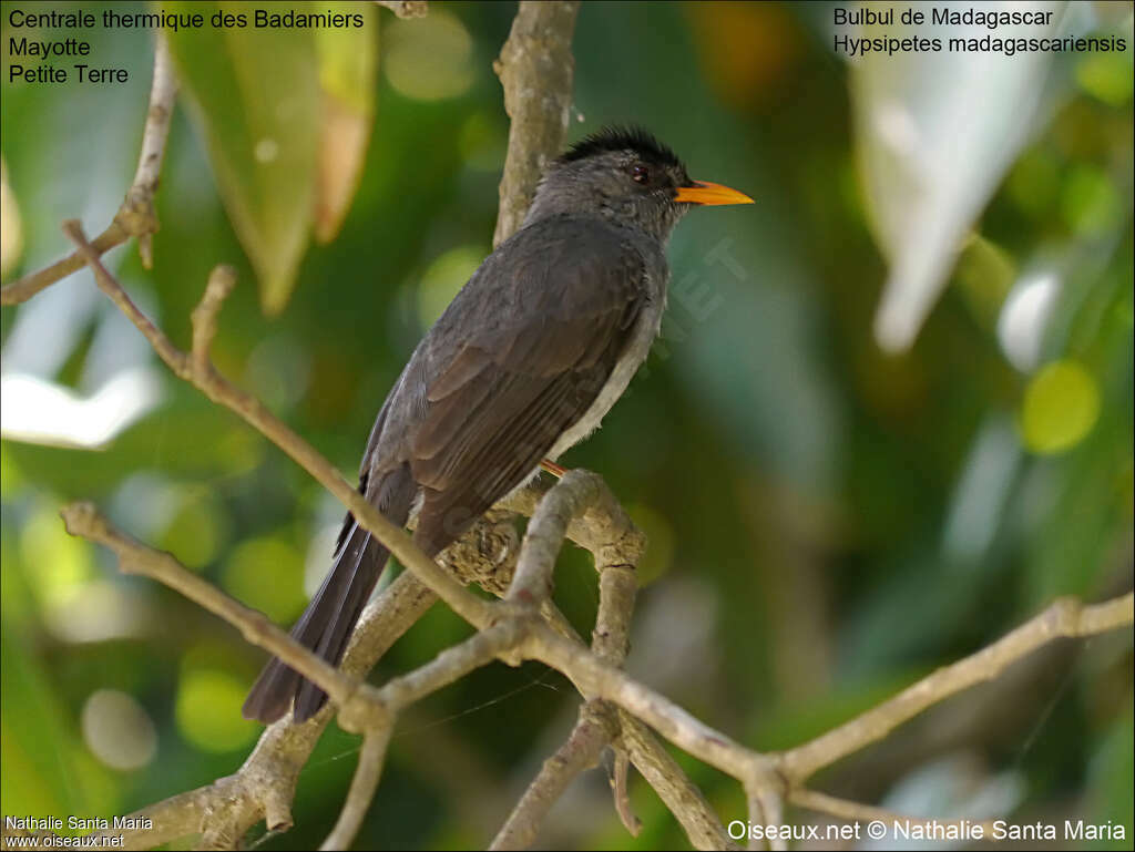 Bulbul de Madagascaradulte, identification