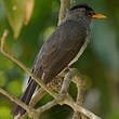 Bulbul de Madagascar