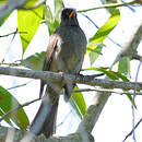 Bulbul de Madagascar