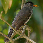 Malagasy Bulbul