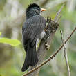 Bulbul de Madagascar