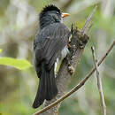 Bulbul de Madagascar