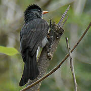 Malagasy Bulbul