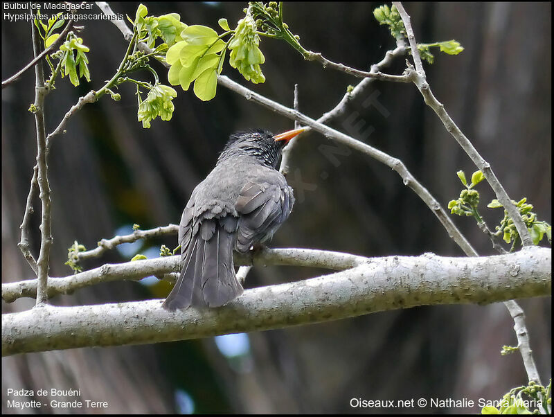 Malagasy Bulbuladult, Behaviour